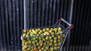 El Bolsón vuelve a celebrar la Fiesta de la Chicha