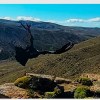Imagen de Final feliz: la hembra de cóndor rescatada por los choferes volvió a su hábitat en Neuquén
