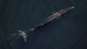 “Hay miles de ballenas”: el épico regreso a un paraíso de la Patagonia de la especie que desapareció por la caza en 1929