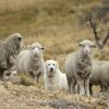 Imagen de Elaboran en Neuquén una guía para la cría de perros protectores del ganado