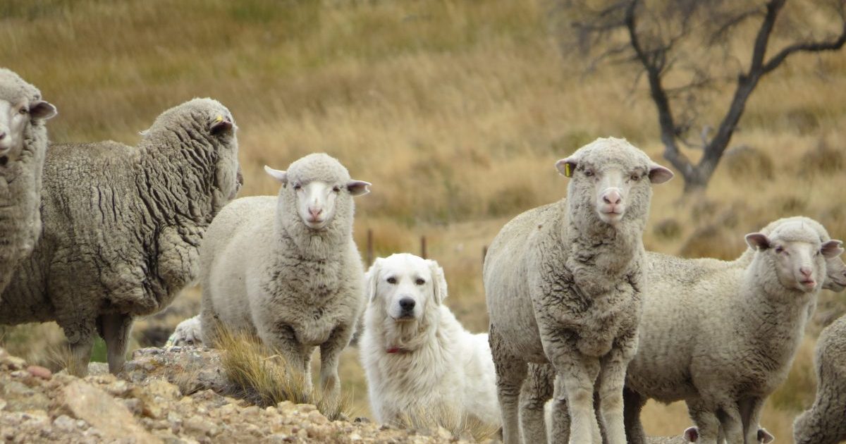 Elaboran en Neuquén una guía para la cría de perros protectores del ganado thumbnail