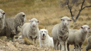 Elaboran en Neuquén una guía para la cría de perros protectores del ganado