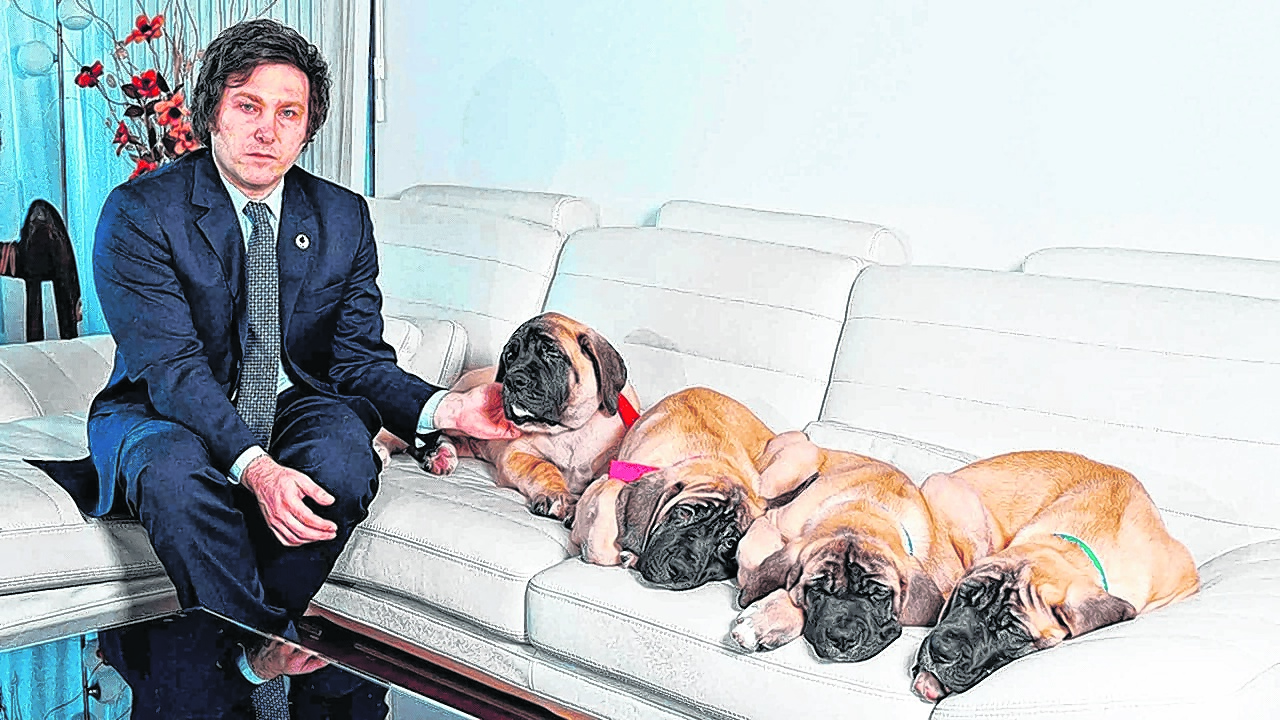 La polémica por los perros clonados de Milei escaló a medios internacionales. 