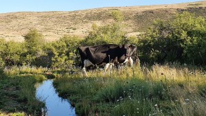 Altos del Aluminé: producción de quesos y dulce de leche premium en Neuquén