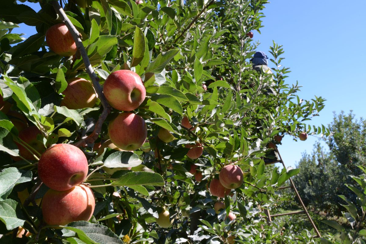 Manzanas de Río Negro y Neuquén. La cosecha fue buena, y en el primer trimestre del año se exportó más que en 2023. Foto: Alejandro Carnevale.