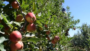 La fruticultura de Río Negro y Neuquén empezó el año con el pie derecho: buena cosecha y más ventas