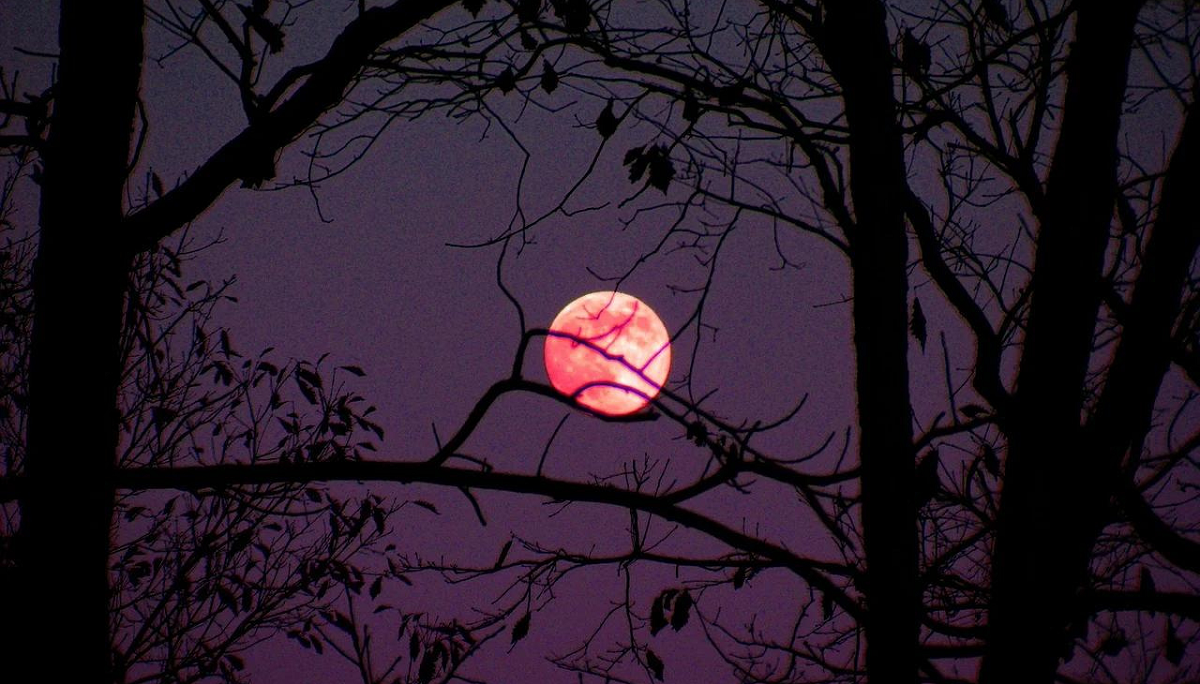 A qué hora se podrá apreciar la Luna Rosa en Argentina. 