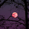 Imagen de Luna Rosa en abril 2024: cuándo y a qué hora ver el fenómeno astronómico