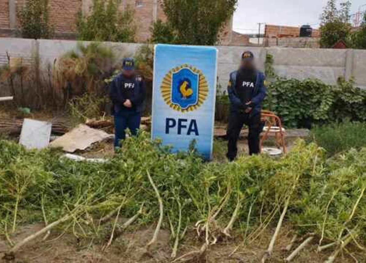 La Policía Federal secuestró 142 kilos de marihuana en Catriel. 