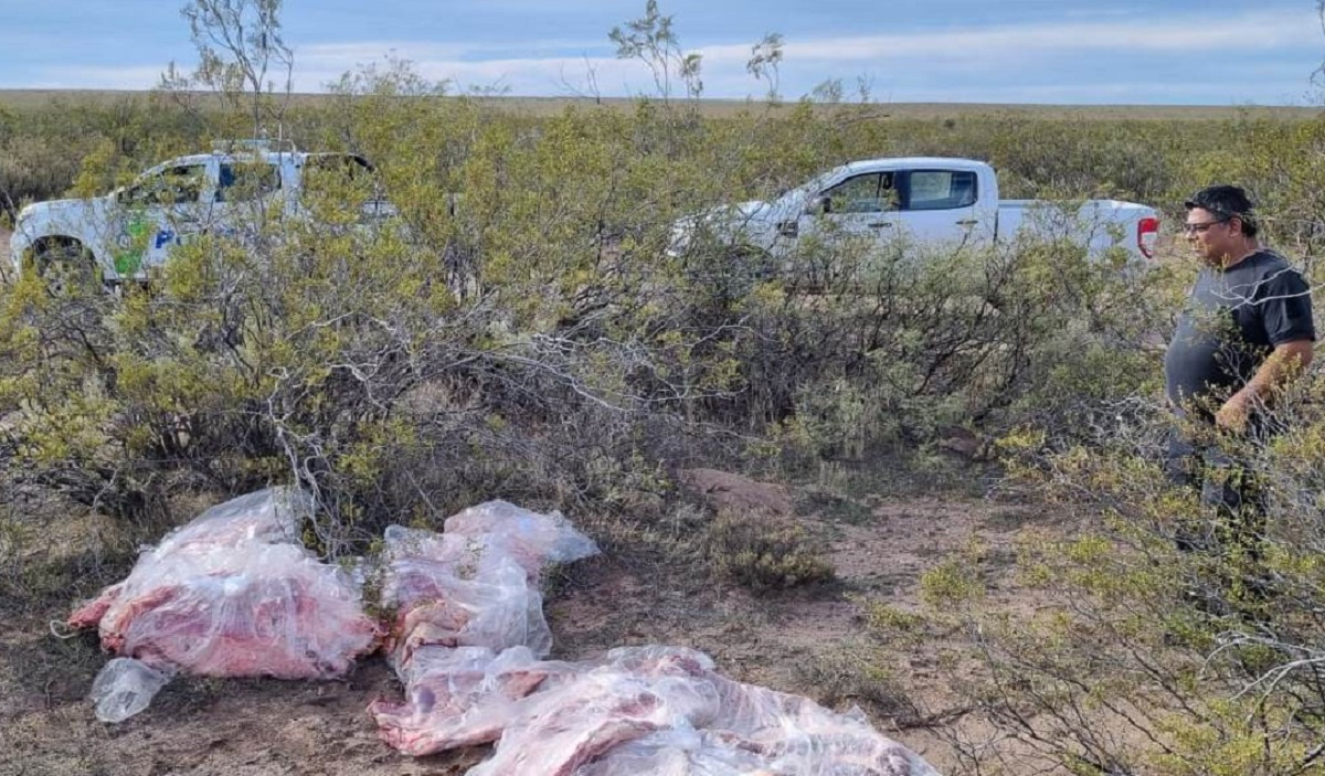 Escondieron más de 600 kilos de carne cerca de Catriel para evitar el control de sanidad, los descubrieron. Foto: gentileza