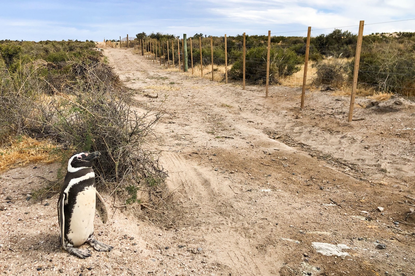 El caso de la masacre de los pingüinos de Punta Tombo irá a juicio oral en Chubut. Fotos: Laura Reyes y Pablo Borboroglu.