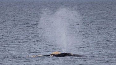 «¿Cómo no sentirme feliz?» Fue a la playa en Puerto Madryn y filmó a las primeras ballenas de la temporada