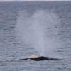 Imagen de ¡Volvieron las ballenas a Puerto Madryn! Así de lindo es verlas desde la playa