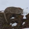 Imagen de Pumas, choiques y guanacos entre la nieve de la estepa patagónica: un lienzo de contrastes hipnóticos