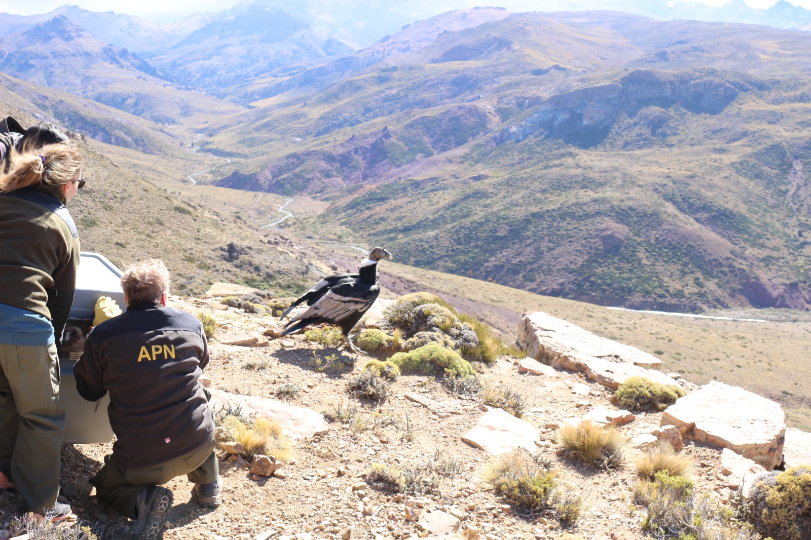 “Ella pertenece a ese lugar. Gracias a que se la rescató, se le pudo dar esta segunda oportunidad", valoró Lina Zavala, una de las profesionales que intervino. 
Foto: Gentileza Daniel Paz Barreto. 