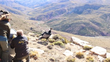 “Ella pertenece a ese lugar. Gracias a que se la rescató, se le pudo dar esta segunda oportunidad", valoró Lina Zavala, una de las profesionales que intervino. 
Foto: Gentileza Daniel Paz Barreto. 
