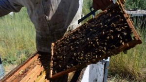 Profesionales del INTA brindarán un curso de apicultura en Allen