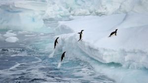 Científicos descubren “un brote masivo” de gripe aviar letal en pingüinos en la Antártida