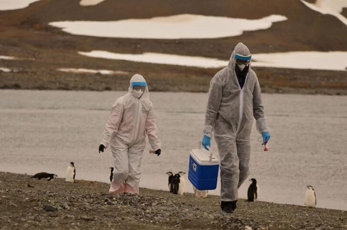 Se expande la gripe aviar en la Antártida: detectan el virus en pingüinos y cormoranes.
