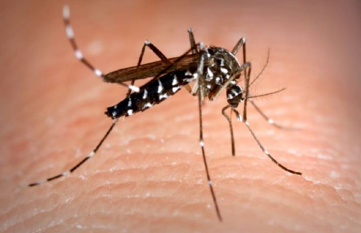 En Argentina se detectaron tres serotipos diferentes de dengue. 
