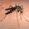 Imagen de Confirman la primera muerte por coinfección de dengue en Argentina