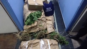 Secuestran en Viedma 13 plantas de marihuana en el patio de una vivienda