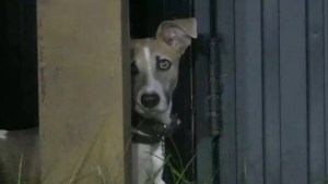 Gran Hermano tiene nuevo integrante: así fue la emotiva entrada de Arturo, el perrito de la casa