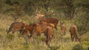 Indignación en La Pampa: cazadores furtivos mataron ocho ciervos de una reserva protegida