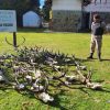 Imagen de Desbarataron una banda que cazaba ciervos en Bariloche: investigan presunto comercio ilegal
