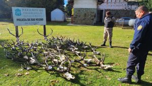 Desbarataron una banda que cazaba ciervos en Bariloche: investigan presunto comercio ilegal