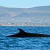 Imagen de El épico regreso de las ballenas sei a la Patagonia: nace un destino de avistaje como Puerto Madryn en la joya escondida de Chubut