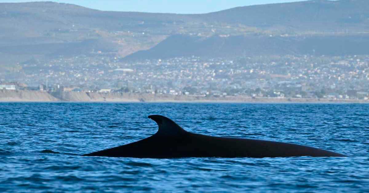 Épico regreso de las ballenas sei a la Patagonia: así las filmó ...