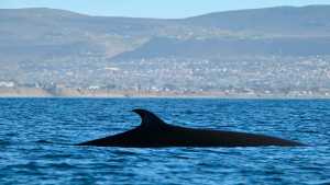 El épico regreso de las ballenas sei a una joya escondida de la Patagonia: nace un destino de avistaje como en Puerto Madryn