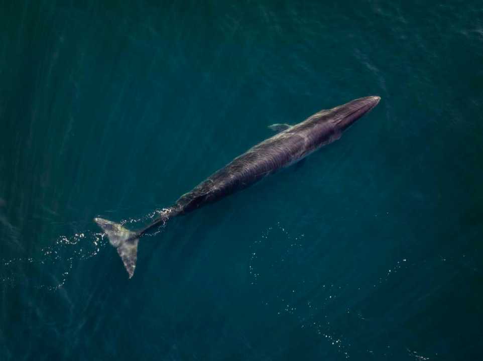 Épico regreso de las ballenas sei a la Patagonia: así las filmó ...