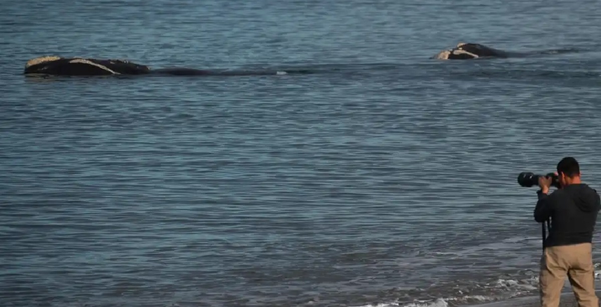 Así de cerca están las ballenas en Las Canteras. Fotero Patagónico.