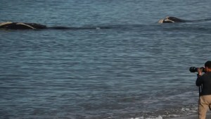 La playa perfecta de Puerto Madryn para ver a las ballenas a metros de la orilla