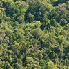 Imagen de Cuánto carbono pueden almacenar los bosques nativos