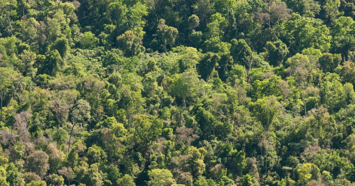 Cuánto carbono puede almacenar los bosques nativos thumbnail