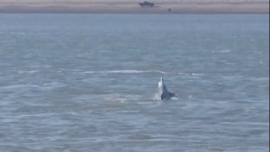 VIDEO| El espectáculo de los delfines en la desembocadura del río Negro