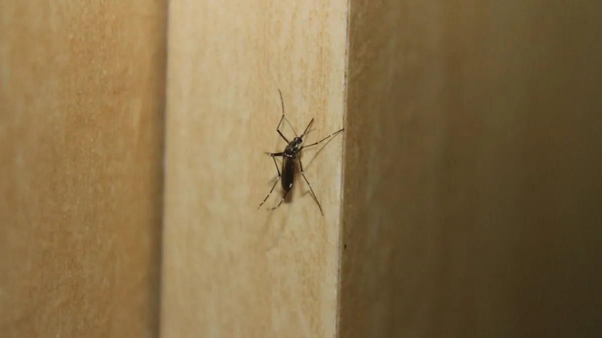 Bajaron los casos de dengue durante los últimos días. Foto: archivo
