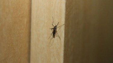 Bajaron los casos de dengue durante los últimos días. Foto: archivo