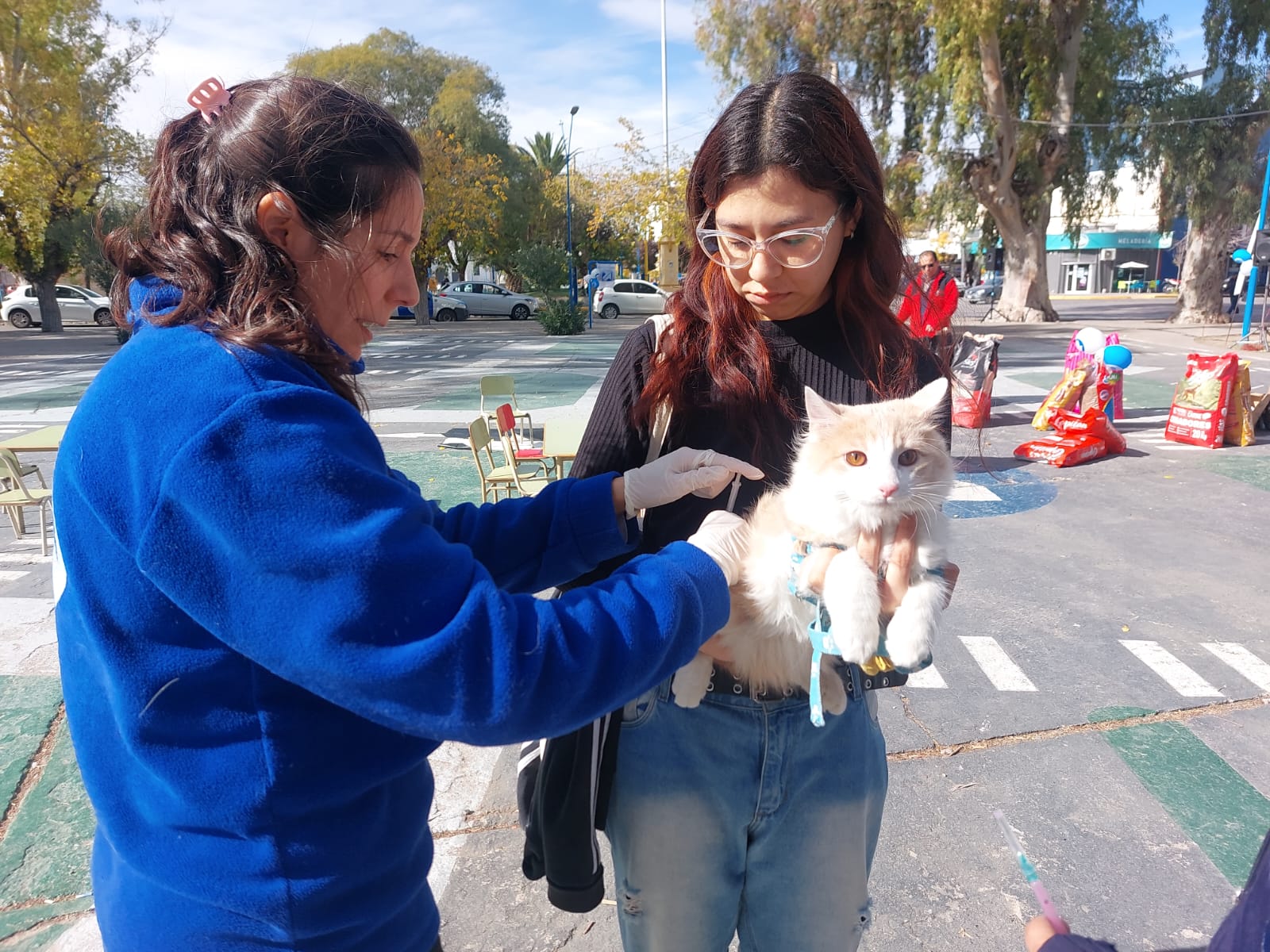 Gatitos en la plaza, en el Día del Animal de Roca. Foto: gentileza