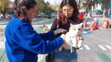 Gatitos en la plaza, en el Día del Animal de Roca. Foto: gentileza