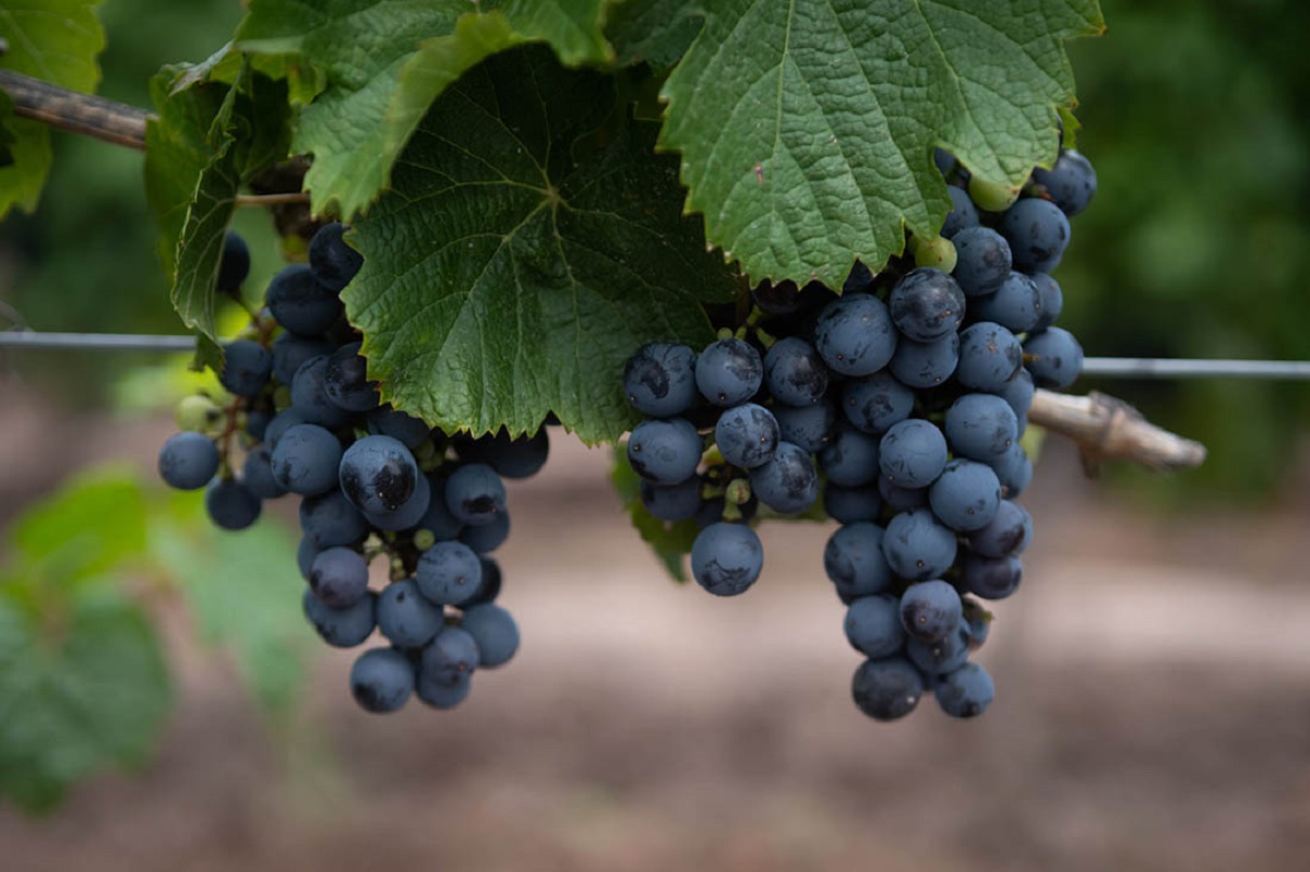 Racimos de uva Malbec, varietal emblema de la vitivinicultura argentina.