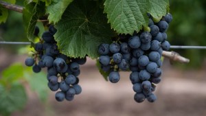 Malbec: las cifras que demuestran por qué es la variedad emblema de la vitivinicultura argentina