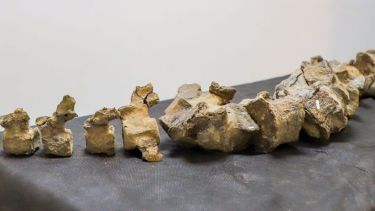 Los restos colectados incluyen el tronco y parte de la cola, de las extremidades, del cuello y del cráneo, (FOTO: Gentileza)