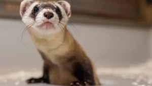 Dos animales de una especie en peligro de extinción fueron clonados a partir de muestras tomadas en 1988