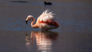 Iba por la ruta 54 del norte de Neuquén y en la laguna lo esperaba el flamenco que tanto buscaba