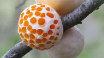 Imagen de Ciencia aplicada: para qué se usará un planta de propagación de levaduras