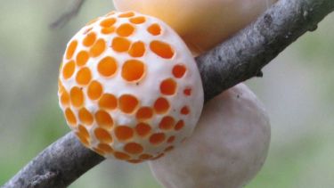 En Patagonia se descubrió a la madre de la levadura híbrida que se utiliza en la producción de más del 90 por ciento de la cerveza mundial en 2011 
